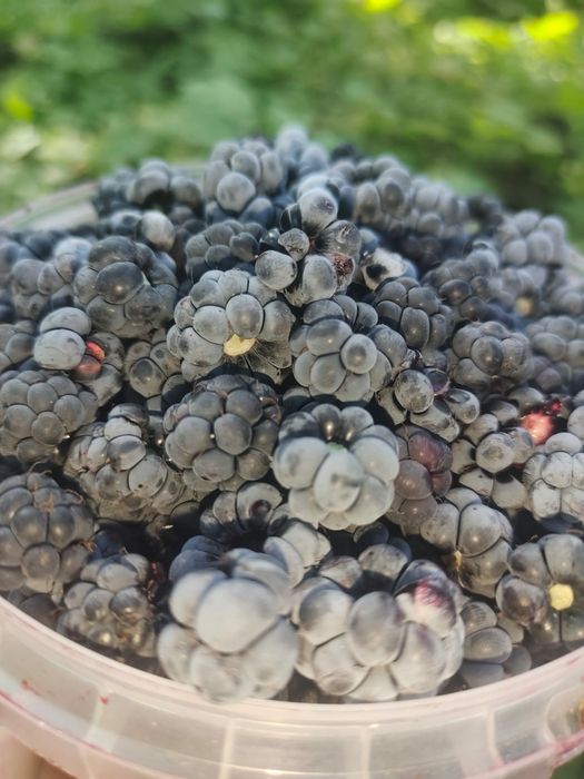Продам ежевичное варенье