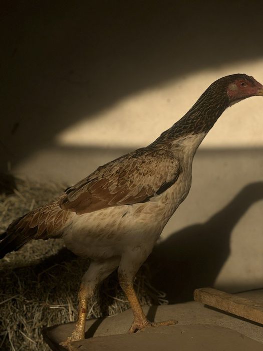 Modda kurkalar va nar kurka sotiladi