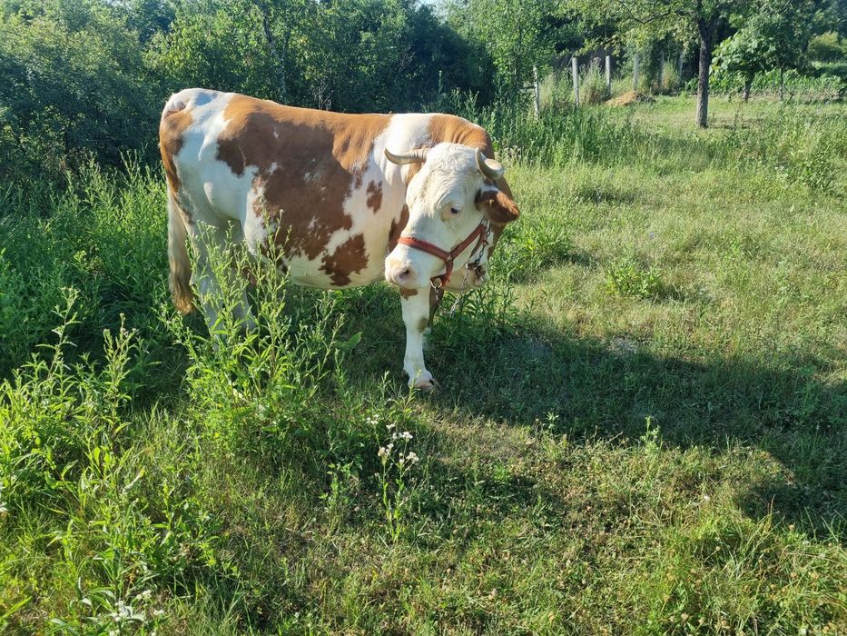 Vand Vaca băltata gestanta