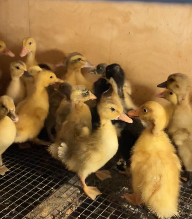 Утята  разных пород