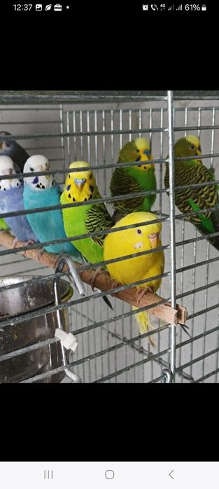 Peruși de vânzare  35 lei la angro  30 bucăți