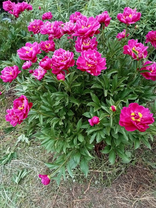 Продам деленки пиона Ред Сара  Бернар