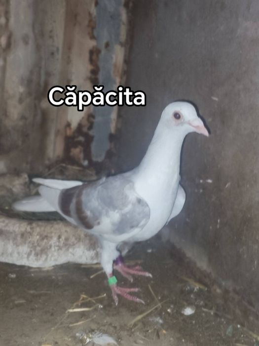 Disponibili porumbei