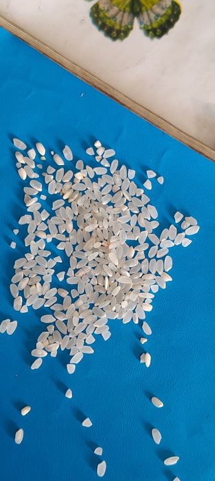 Рис лидер кызылорда