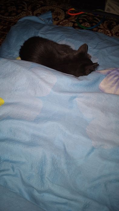Котенок мальчик, 2.5 месяца