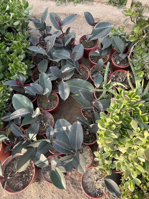 Qora shahzoda sotiladi