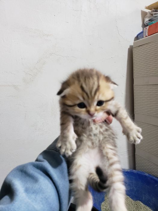 Котёнок. Скоттиш фолд