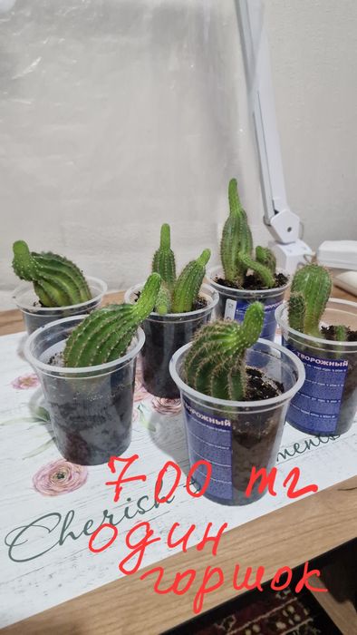 Комнатные растения