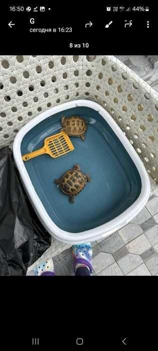 Черепаха toshbaqa 24/7 xar xil bor