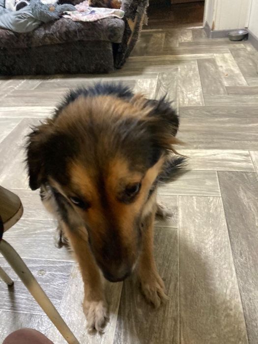 Собака девочка ищет дом ! Костанай!