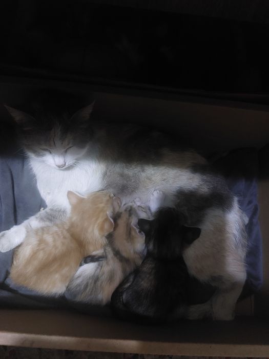 Кошка бесплатно одам