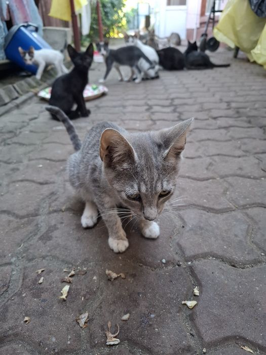 Ofer spre adoptie