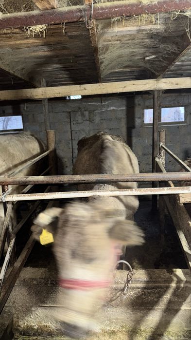 Сиыр сатылады 4 ші тума