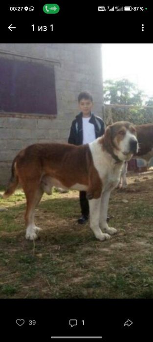 Алабай күшіктер 3-ұрғашы тяж