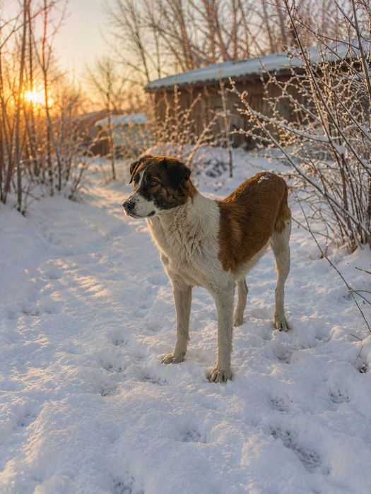 Щенки ТАЗЫ, им 1,5  месяца