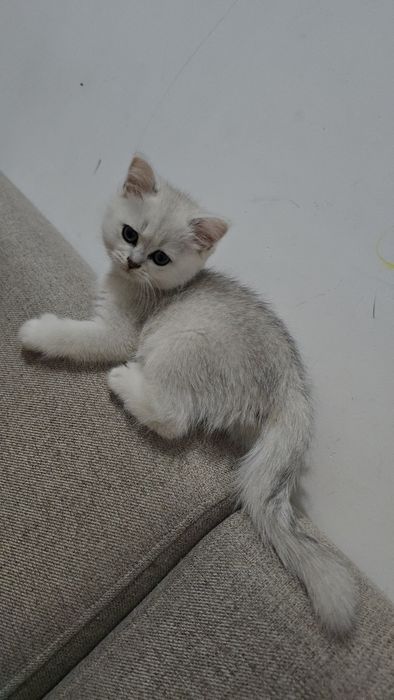 Серебристый шиншилла девичка тоза парода