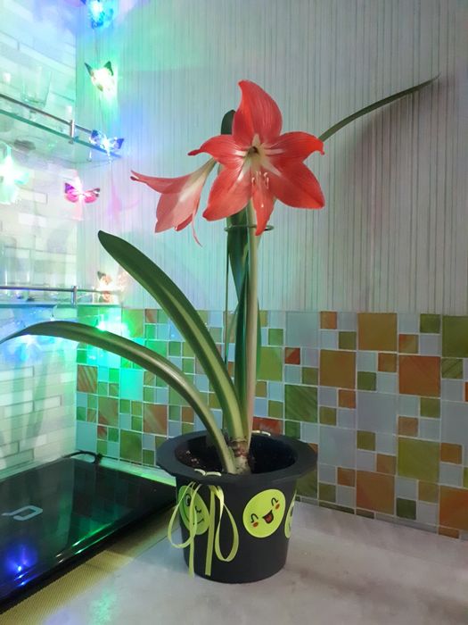 Комнатные цветы гиппеаструм