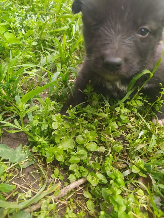 Щенки ищут дом...