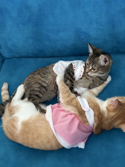 Кошка бесплатно