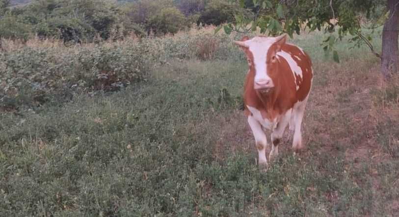 Vând junică gestantă