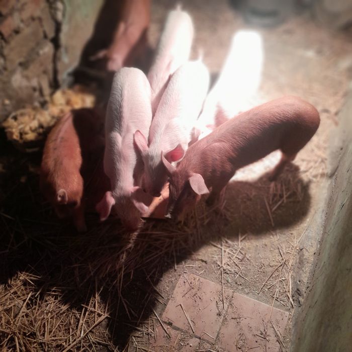 Продавам малки прасенца намират се в село Доганово