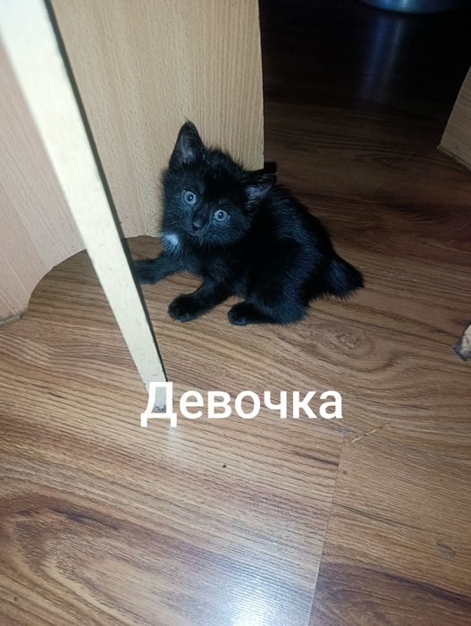 Котята ищут дом.