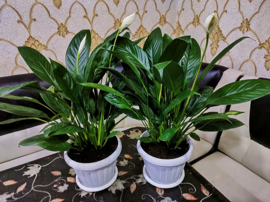 Комнатные растения . Доставка