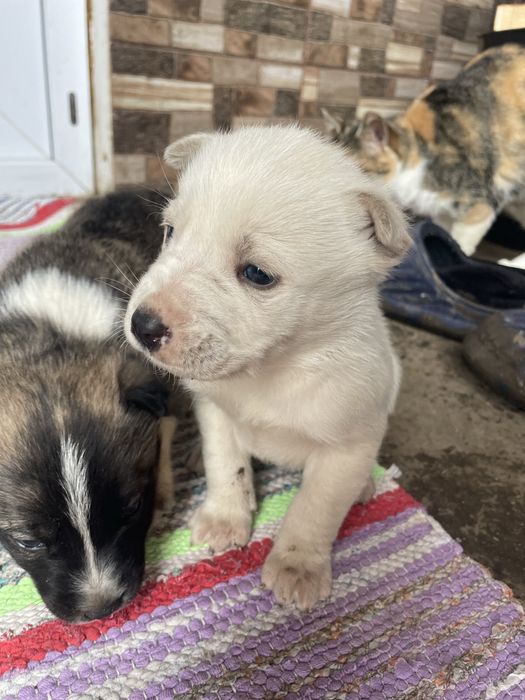 Cățeluși pentru adopție