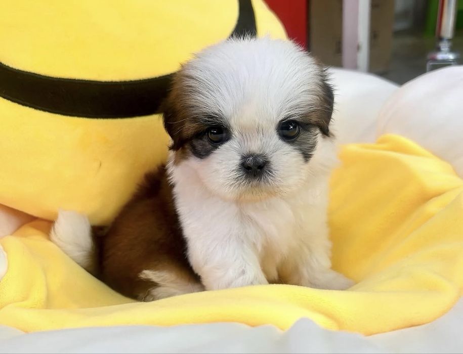 Bichon havanez 650 lei