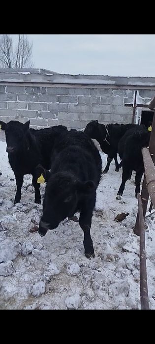 Продам тёлок Абердин Ангусы годовалые