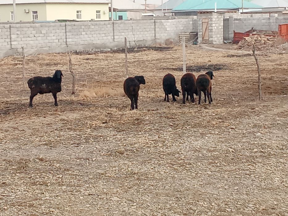 Тоқты қошқарлар сатылады