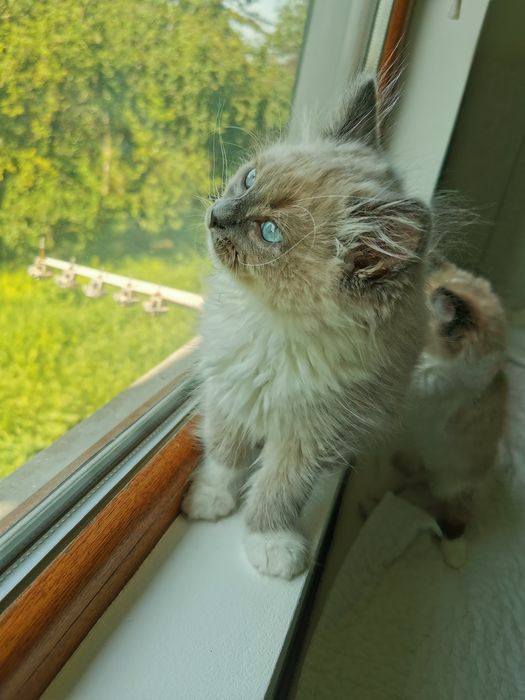 Ragdoll рагдол/регдол  МЪЖКО котe