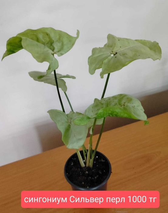 Продам комнатные  растения.