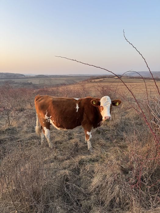 Vaca de vanzare.    .