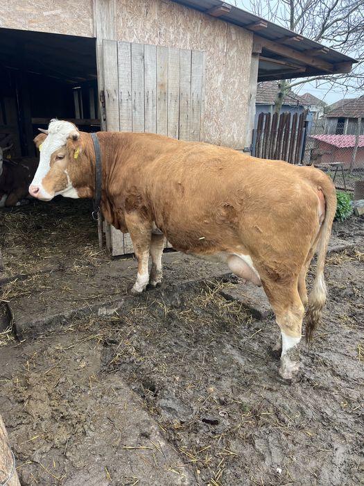 Vand vaca de 3 ani geatanta