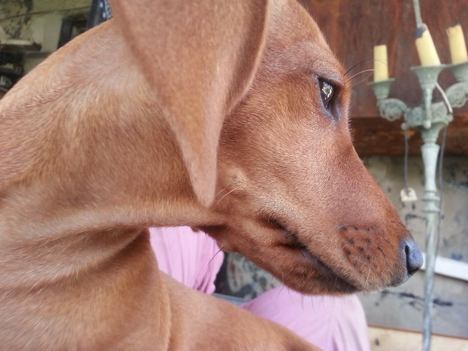 Щенок таксы подросток