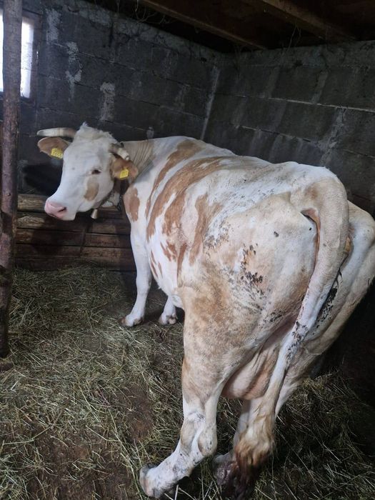 Vand vaca cu vițea