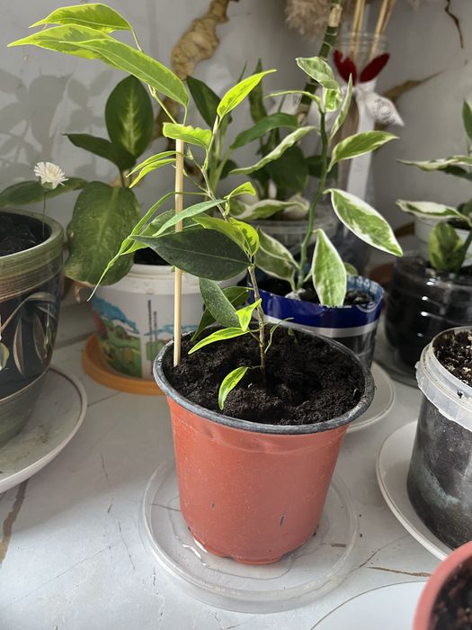 Цветы домашние