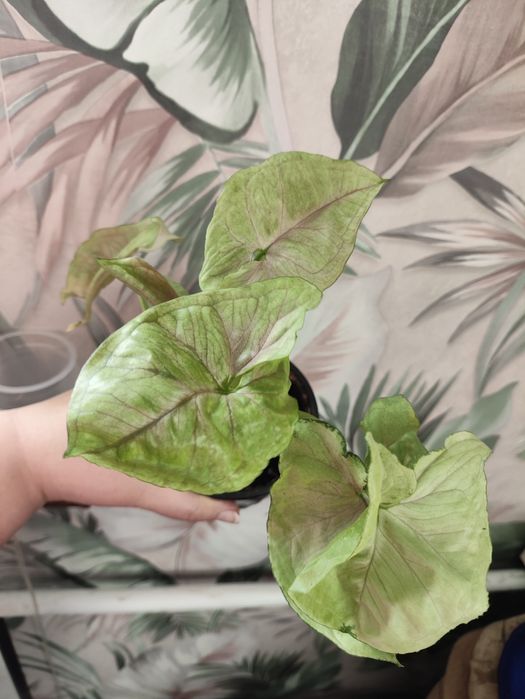 Сортовые сингониумы