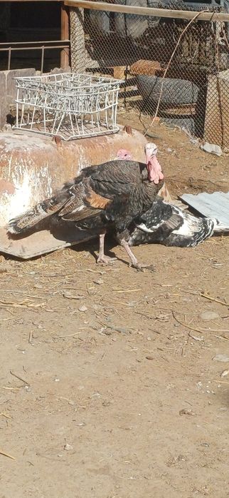 Индюк сатылады .