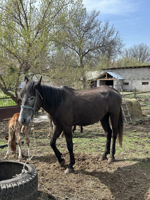 Бие құлынымен сатылады