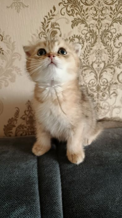 Продаются котята.