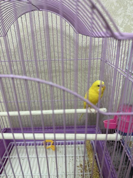 Попугай красивый