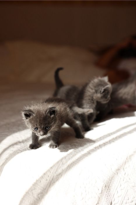 Отдам котят