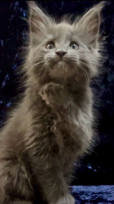 Мейн-Кун котенок малчьик