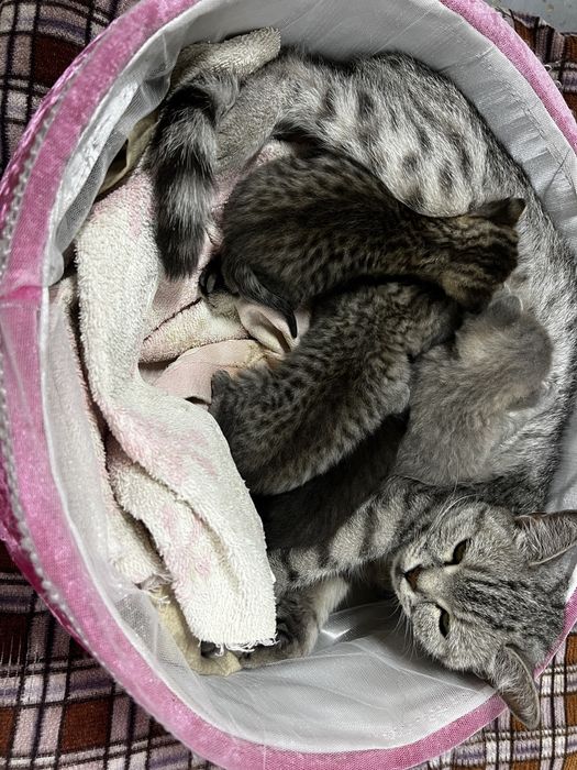 Отдам котят даром.