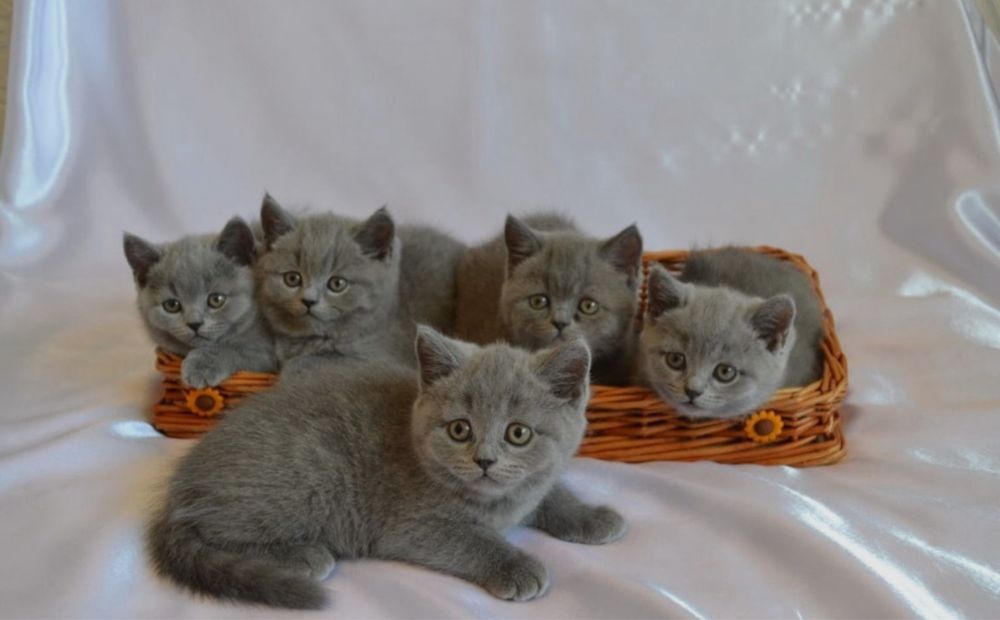 Редчайшиее Котяткии