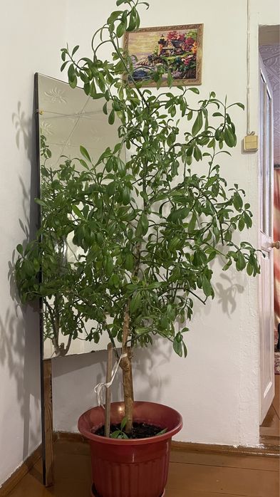 Дерево(божье дерево)