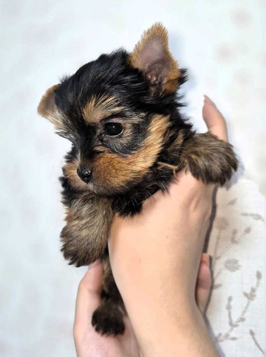 Девочка, йоркширский терьер.