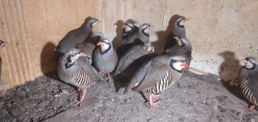 Кеклик иранский разных возрастов